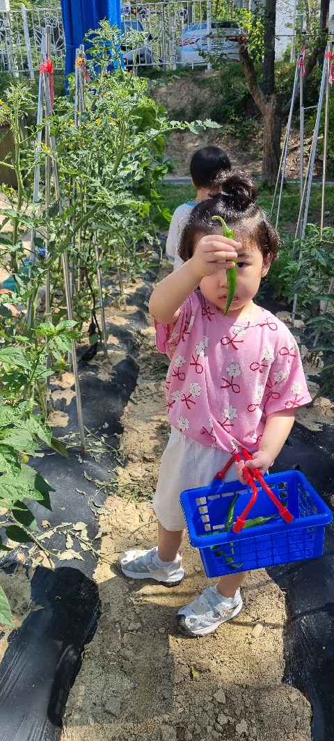 [낙산초병설유치원] 산지직송! 건강한 먹거리 시장놀이!