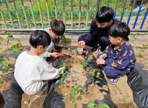 [왜관동부초병설유치원] 형님들과 함께, 생명의 소중함을 배우다(텃밭모종심기)