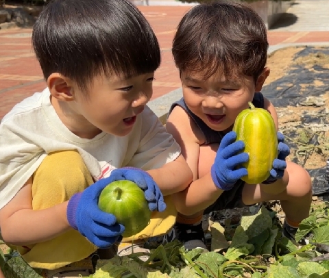 [왜관초병설유치원]원내 숲놀이 텃밭에서 수확했어요