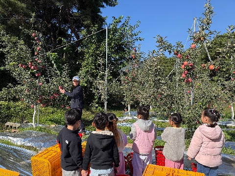[신기초병설유치원] 가을빛 속에서 새콤달콤 가을 열매(사과따기 체험학습 실시)