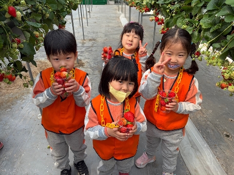 [모전초병설유]싱그러운 딸기 체험