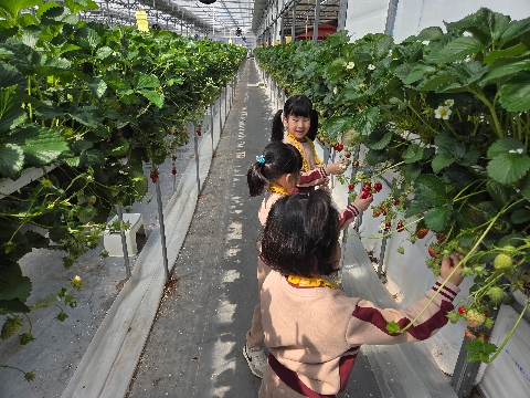 [동성초 병설유치원] 딸기밭에서 웃고, 상상 놀이터에서 꿈꾸다! - 유치원 공동교육과정 딸기 수확 및 상상 놀이터 체험 실시-