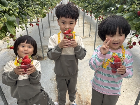[당포초병설유]새콤 달콤 딸기를 수확해요!