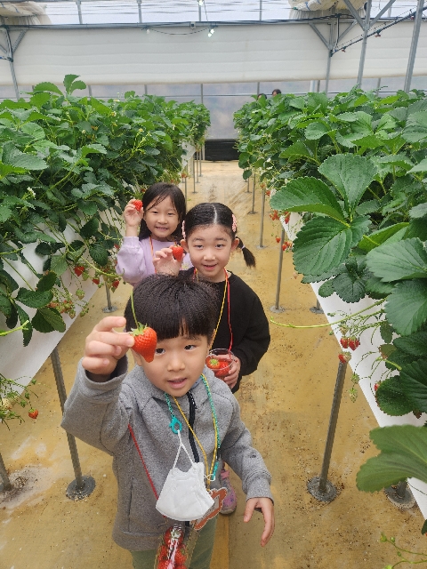 [점촌북초병설유]봄 향기 가득한 딸기를 따요 