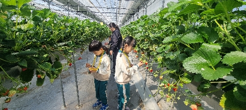 [산북초병설유]봄 향기 가득, 딸기 농장 체험