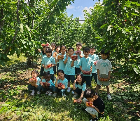 [점촌초병설유] 빨갛게 익은 체리를 수확해요!