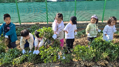 [문경초병설유치원] 텃밭에서 땅콩 수확 체험