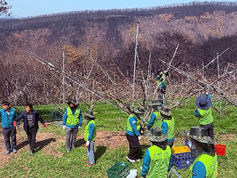 [포항교육지원청]영덕 산불 피해 농가 일손돕기 '구슬땀'