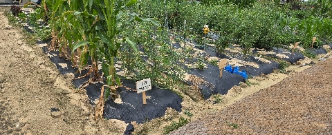 안계초- 안계초등학교 2026학년도 경상북도교육청 정주학교 계속 사업교로 지정