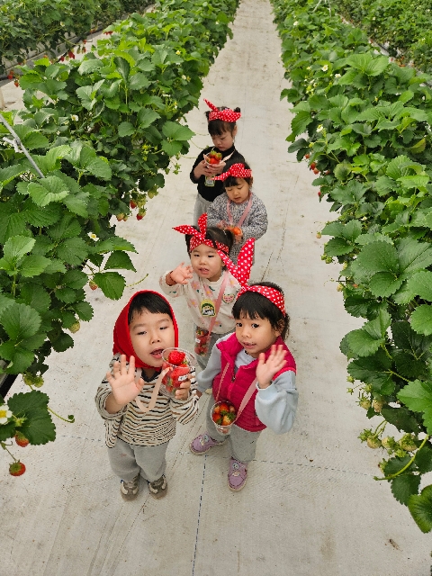 도리원초-딸기 따기 체험활동