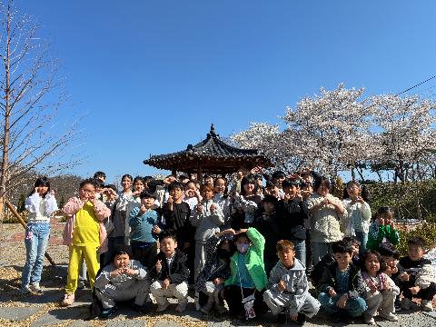 금성초-2026학년도 본분교 공동교육프로그램 '행복학교' 운영 벚꽃길 문화체험활동 실시