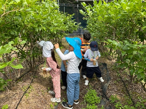 [호명초병설유]자연을 닮은 보랏빛 배움, 블루베리 체험