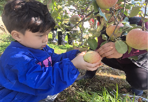 [호명라온유치원] 사과따기 체험