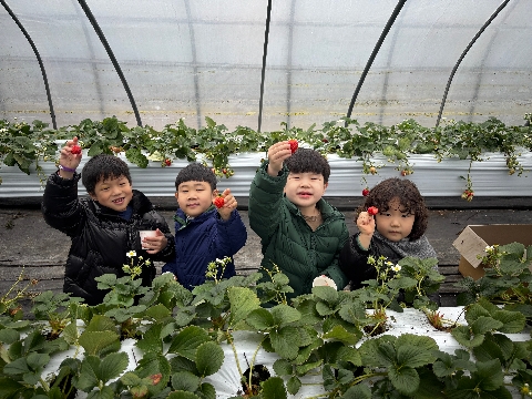 [단샘유치원]봄 향기 가득, 새콤달콤 딸기 수확 체험
