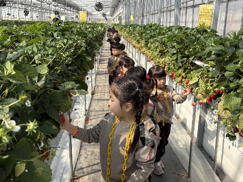 [예천초병설유] 달콤한 봄을 품은 딸기를 똑! "딸기따기 현장체험학습"