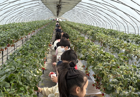 [호명초병설유]봄을 따고, 웃음을 담은 딸기밭 체험