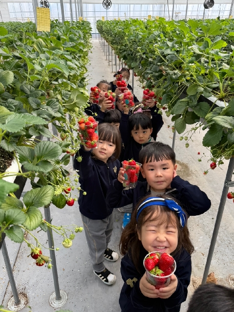 [호명라온유치원] 딸기따기체험