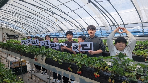 [풍양초]딸기수확체험