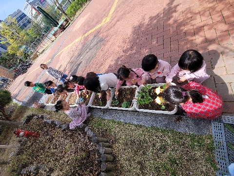[호명초병설유]생명의 소중함을 배우는 시간,  함께 심고 함께 자라요