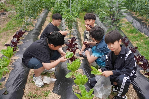 [용문초] 멱살 대신 목살! 상추쌈으로 피어난 우리 학교의 온기