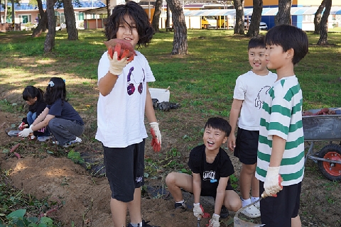 [용문초] 달콤한 고구마 수확의 날,  전교생이 학교 텃밭에 모였어요