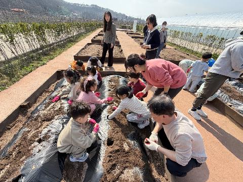 [영덕야성초병설유치원]영덕 공립병설유치원 공동교육과정 - 어린이 농부학교 체험