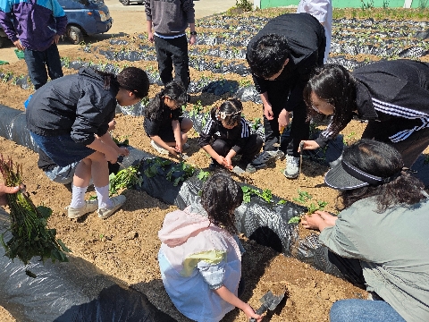［원황초 ］학부모화 함께하는 고구마 심기 행사 