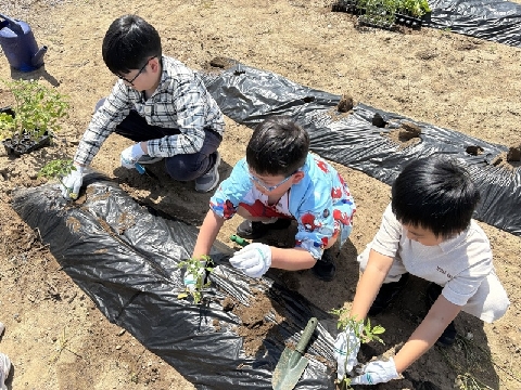 [병곡초] 전교생이 참여하는 ‘꿈과 행복을 키우는 텃밭 가꾸기’ 활동 전개